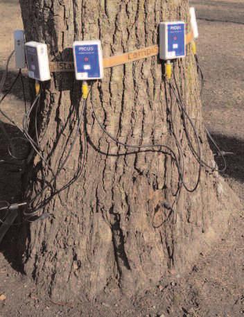 Quercus robur 20 cm maasta (sensori 1, pohjoinen) Läpimitta 52,7 cm keskimäärin