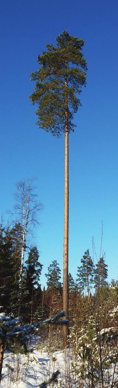 palsta P uheenjohtajan Tänä keväänä ja kesänä on kyläyhdistyksellä tarjolla poikkeuksellisen paljon toimintaa. Niistä kerrotaan tässä lehdessä, mutta muistutan muutamasta tapahtumasta vielä tässäkin.