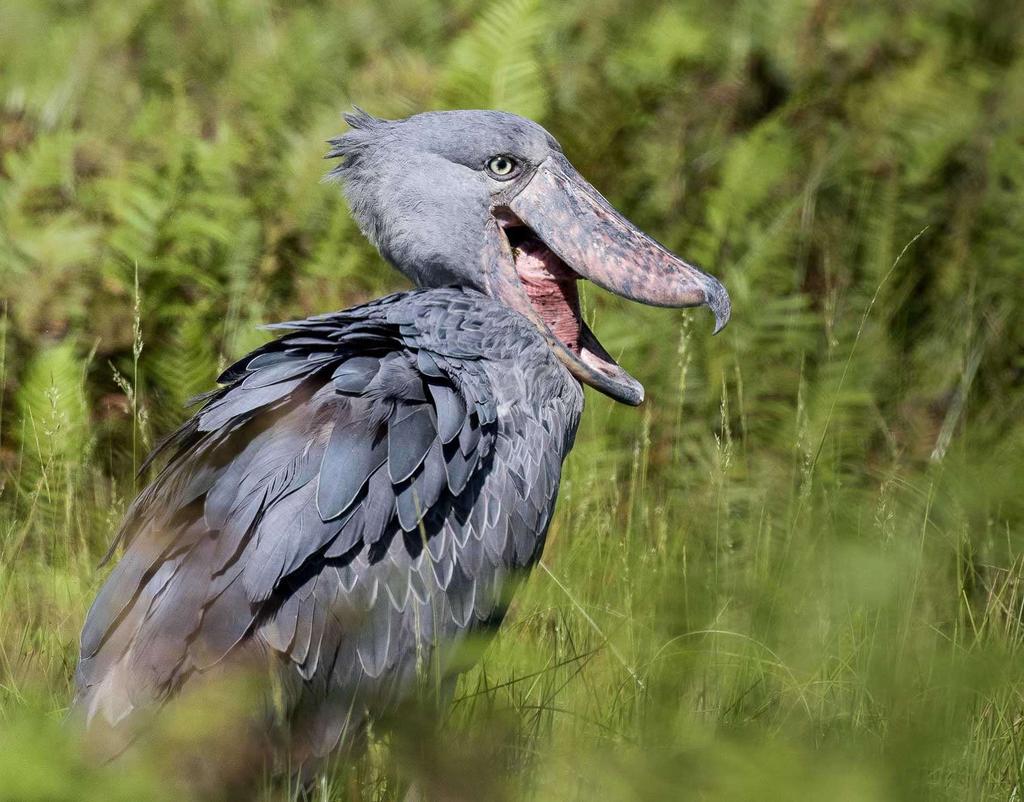 Ugandan lintumatka 17.3. 1.4.2017 Teksti ja kuvat: Juha Honkala Shoebillin eli kenkänokan näkeminen Mabamba Swampilla oli hieno alku 2 viikon Ugandan kierroksellemme!