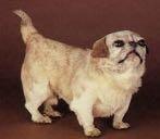 Samassa museossa on nähtävissä Englantiin Pekingistä vuonna 1906 tuotu sileäkarvainen happa dog nimeltään Ta-Jen.