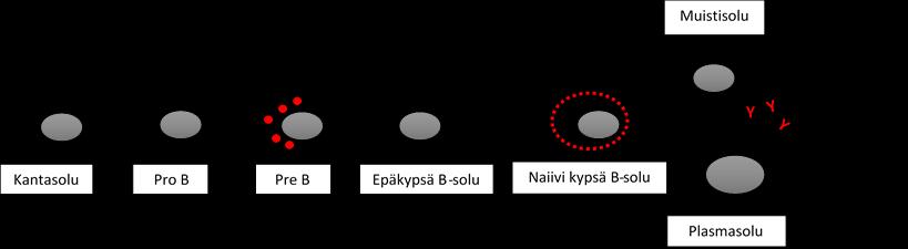 13 3 B-SOLUT B-solut, eli B-lymfosyytit ovat erittäin pieniä (Ø 5 7 µm) valkosoluja, jotka ovat keskeinen osa adaptiivista immuniteettia.