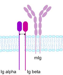 14 toimii yhdessä erilaisten signaalimolekyylien kanssa saavuttaakseen tehokkaan antigeenin prosessoinnin.