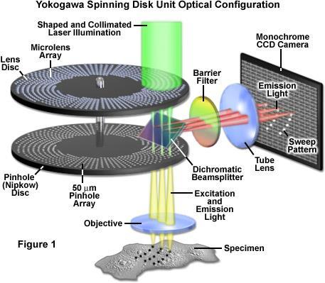 24 Kuva 8. Yokogawa spinning disk -yksikön periaate.