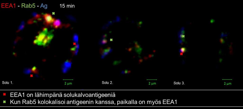 34 EEA1 (punainen) on ensimmäisenä rakkulaproteiinina lähimpänä solukalvolla olevaa antigeeniä (sininen).