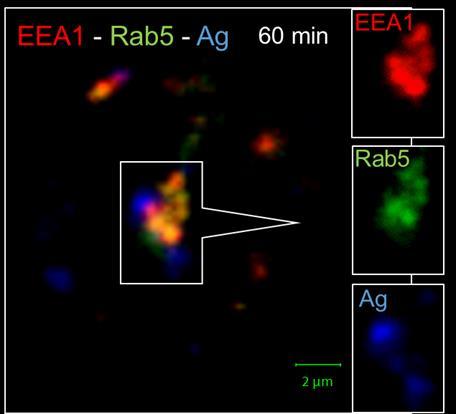 35 Kuva 14. EEA1, Rab5 ja antigeenin lokalisointi ja keskinäinen vuorovaikutus 60 minuutin aikapisteessä. Tasokuva. 6.3.2 EEA1:n ja Rab7:n vuorovaikutus