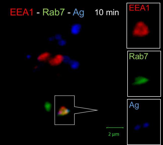 antigeeniä sisältävistä EEA1-rakkuloista liittyi monirakkulaiseen Rab7-kompleksiin (kuva 15).