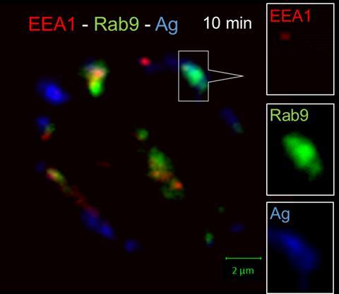 37 Kuva 17. EEA1, Rab9 ja antigeenin lokalisointi ja keskinäinen vuorovaikutus 10 minuutin aikapisteessä.