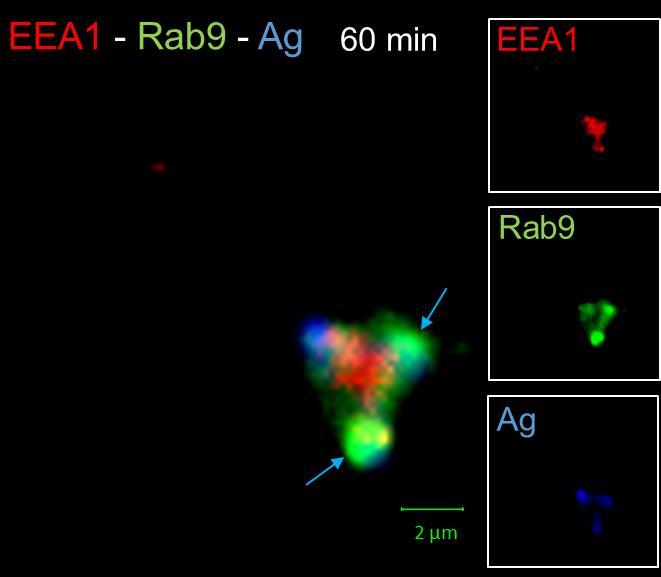 Rab9 on tunnetusti myöhäisten rakkuloiden proteiini, joten havainto 60 minuutin aikapisteessä Rab9:n ja