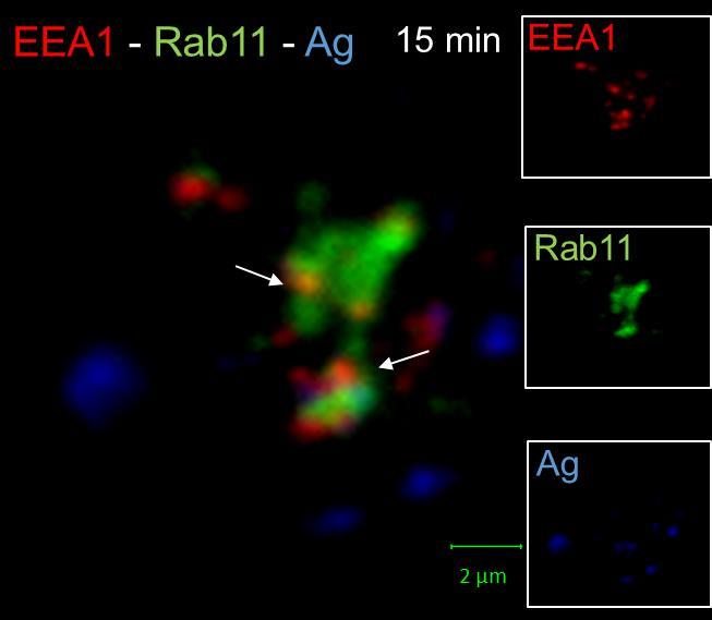 38 6.3.4 EEA1:n ja Rab11:n vuorovaikutus aktivoiduissa B-soluissa Rab11:n ja EEA1:n vuorovaikutusta tutkittaessa huomattiin, että ne eivät kolokalisoi keskenään, mutta ovat toistensa läheisyydessä