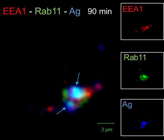39 Kuva 20. EEA1, Rab11 ja antigeenin lokalisointi ja keskinäinen vuorovaikutus 90 minuutin aikapisteessä. Tasokuva. 6.