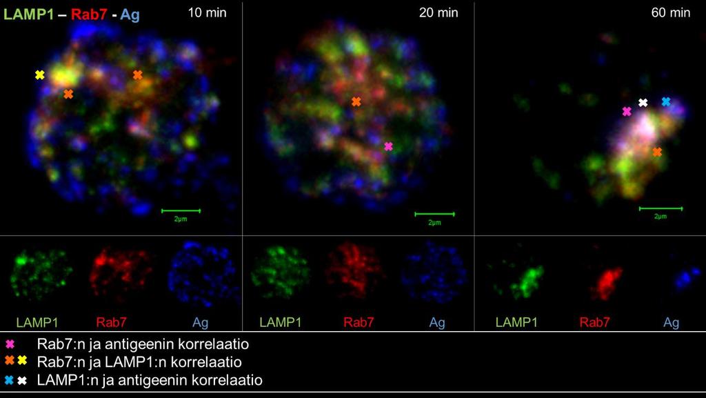 42 6.4.2 LAMP1:n ja Rab7:n vuorovaikutus aktivoiduissa B-soluissa LAMP1 ja Rab7 vasta-aineilla immunovärjättyjen aktivoitujen B-solujen kuvista tehtiin korrelaatioanalyysit, jotka on esitetty