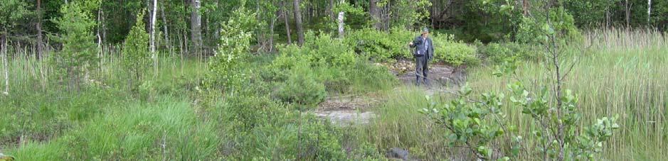 Lahden rannalle ulottuva Loukonsuo on isovarpurämettä. Rämeen kohdalla ranta on maisemallisesti hyvin kaunis.