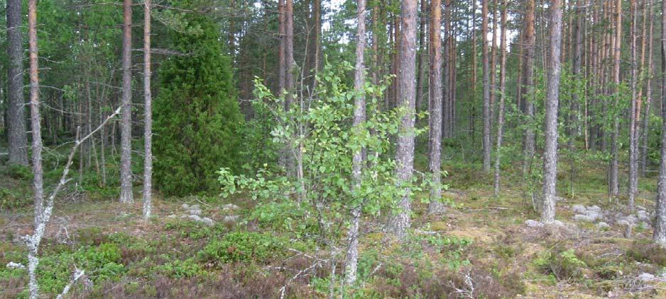 Rakennusoikeuden siirtoon on siten painava peruste. Alue, johon rakennuspaikat siirretään.