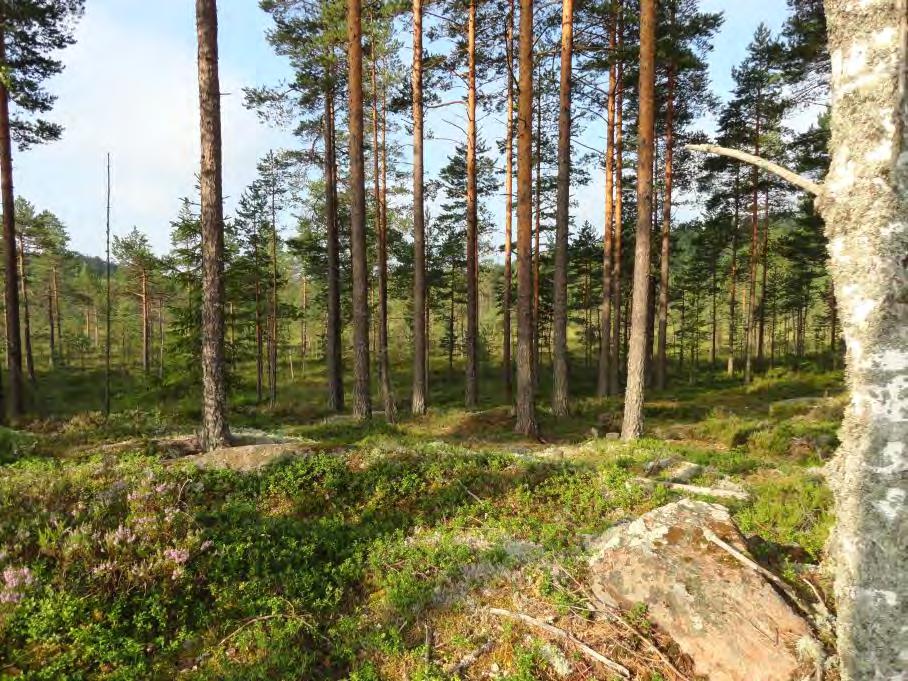 214005190 10 Asemakaavan selostus Ympäristökeskus 28.03.2017 Kuva 5 kaava-alueen lounaisosaa. 3.1.3 Rakennettu ympäristö Yhdyskuntarakenne, taajamakuva Kaava-alue sijoittuu keskusta-alueen reunavyöhykkeelle Halmeen yritysalueen jatkeeksi rajoittuen länsiosasta kaatopaikka-alueeseen.