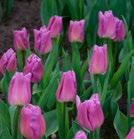 MAGIC LAVENDER