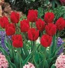 VIRIDIFLORA-