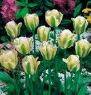GREEN APRICOT