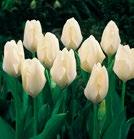PURISSIMA (WHITE