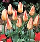 RAITA (TULIPA