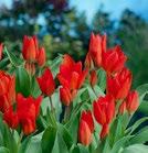 UNICUM Terttutulppaani