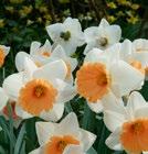 CARLTON CHROMACOLOR