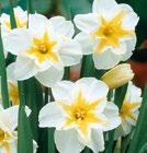 STAR LEMON BEAUTY