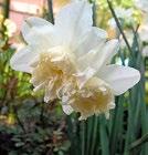cm WHITE MARVEL 