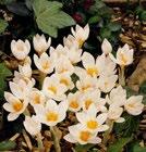 SPRING BEAUTY Korkeus: