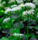 MUUT KUKKASIPULIT ANEMONE