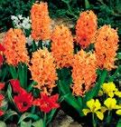 17/18 50 IRIS