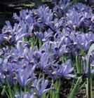 RETICULATA JOYCE  340678
