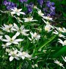 ORNITHOGALUM TÄHDIKIT PUSCHKINIA