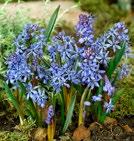 340469 5/+ 250 SCILLA SINILILJAT