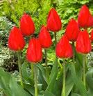 RED REVIVAL