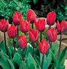 CARDINAL FLAIR