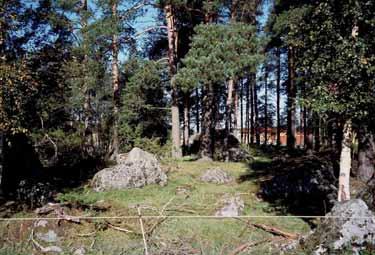 Ladon ympärillä kasvaa kuitenkin rehevämpää, korkeampaa kasvillisuutta, kuten vadelmaa, karhunputkea ja huopaohdaketta.