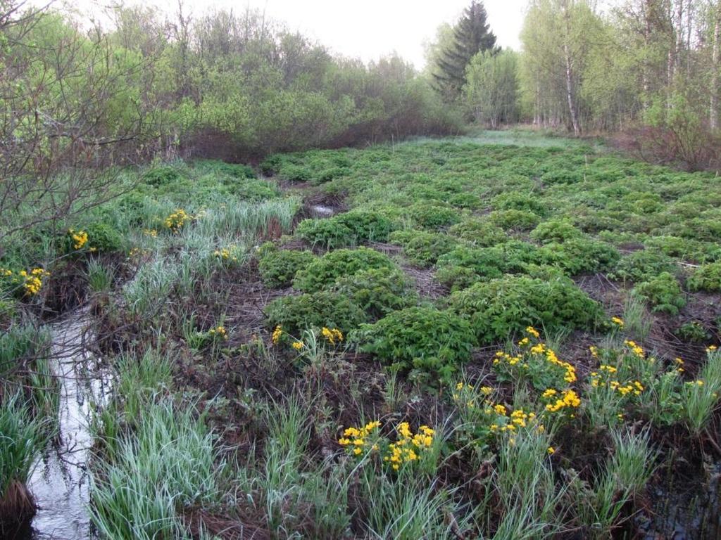 lehdoksi (FiT l. Filipendula-tyyppi). Mesiangervo on vallitseva laji, jonka lisäksi yleisenä tavataan mm.