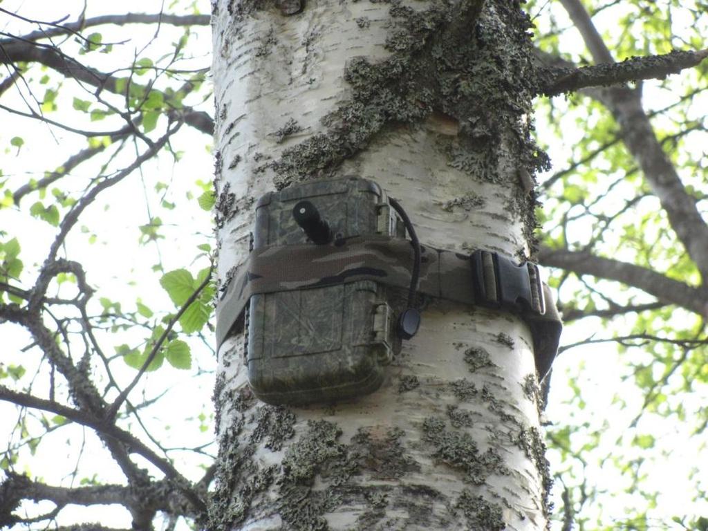 Niukka havaintomäärä koko yön ajalta viittaa siihen ettei paikka ole erityisen tärkeä lepakoiden kannalta