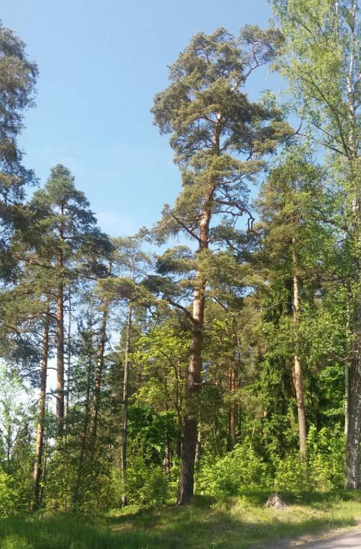 5.2 Ympäristön laatua koskevien tavoitteiden toteutuminen... 28 5.4 Kaavan vaikutukset... 28 5.4.1 Vaikutukset rakennettuun ympäristöön ja maisemaan... 28 5.4.2 Vaikutukset luontoon ja luonnonympäristöön.