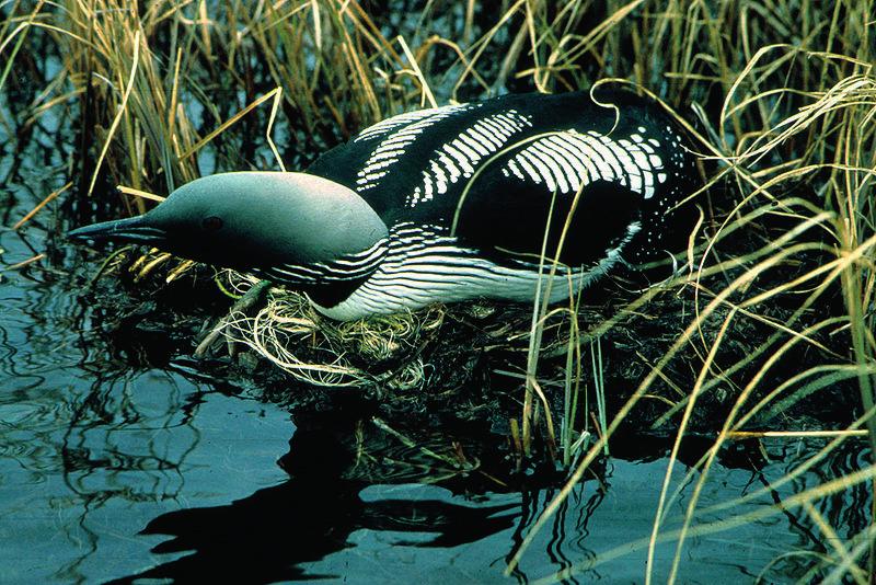 Kuikka (Gavia arctica) Kuikka ei ole Suomessa uhanalainen. Sen pesivän populaation koko on noin 11 000-13 000 paria. Kolmen parin tiedetään pesivän Rautuvaaran altailla.