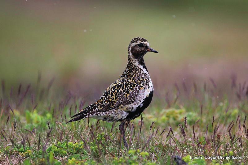 Teeri (Tetrao tetrix) Teeri on Suomessa yleinen laji, jonka populaation koko on noin 600 000 pesivää paria. Teeri on suosittu riistalintu.