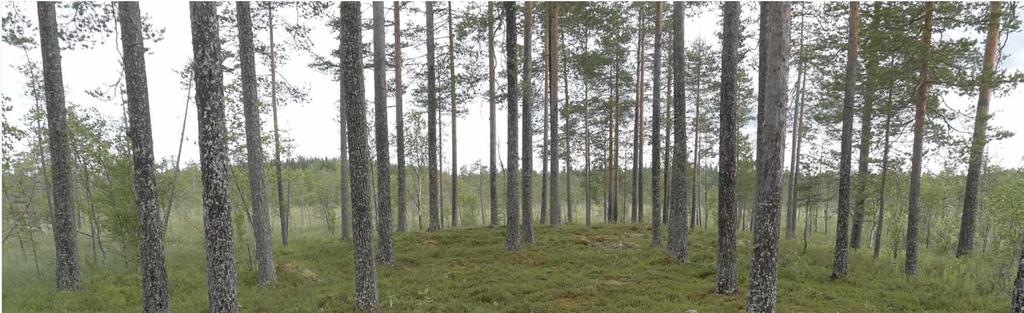 Hankealueen suurien suoalueiden välissä nousee kuivempia moreenikumpareita. Alueen maanpinnan korkeus nousee kaakon suuntaan.