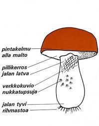 Sieniretkelle on hyvä varata sienikori, veitsi perkaamiseen sekä hyvät maastokengät/kumpparit.