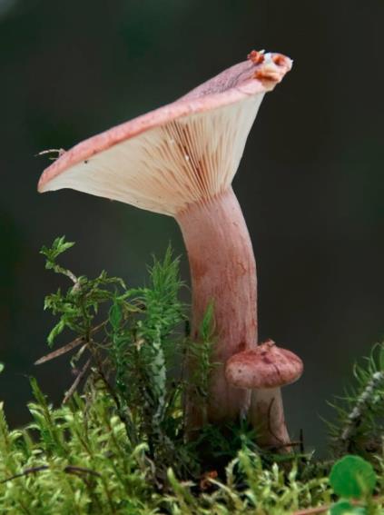 Huomiota kiinnitetään sienen eri osiin, väritykseen ja kuviointiin. kuva: https://www.