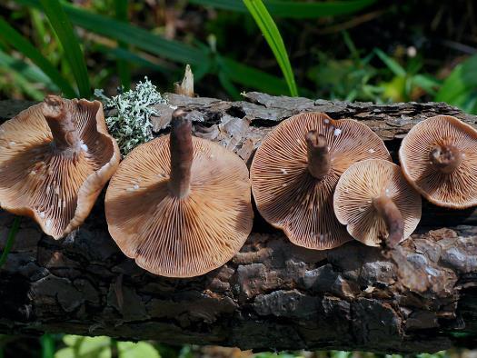 Jalka: Suhteellisen pitkä (4 10 cm), 0,5 2 cm paksu, lakinvärinen tai vaaleampi, sileä, vaaleahärmäinen, ontto. Malto: Vaalean ruskehtavaa tai valkeaa.