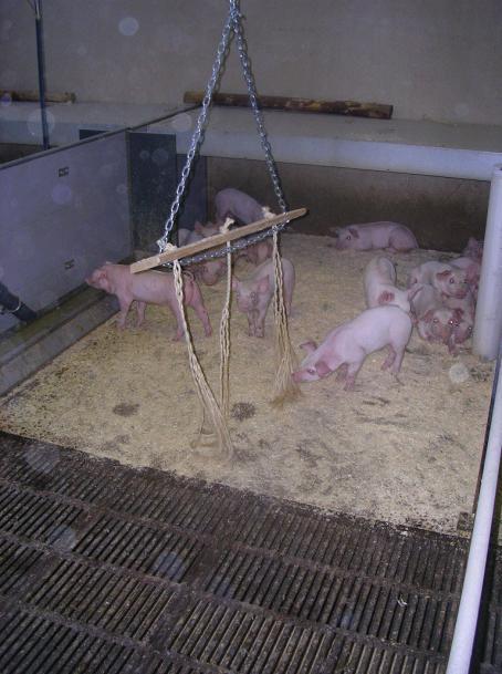21 Kuvio 1. Välikasvatusosaston Bite-Rite purutikut. (Farmer boy ag.) [viitattu 7.5.
