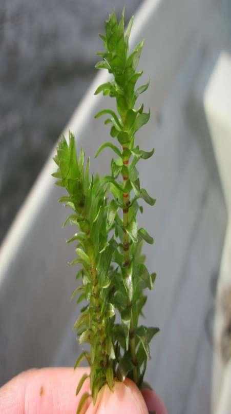 Pohjois-Amerikasta peräisin oleva uposkasvi Kanadanvesirutto (Elodea canadensis) Kiinnittyy pohjaan