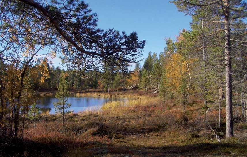 21 nen henkilö halusi lopettaa. Tarjouduin, ja siitä lähtien avustan murtomaahiihtosekä luontovaelluslomien myynnissä ja järjestelyissä Suomen Lappiin Sevettijärvi kokoontumispaikkakuntana.