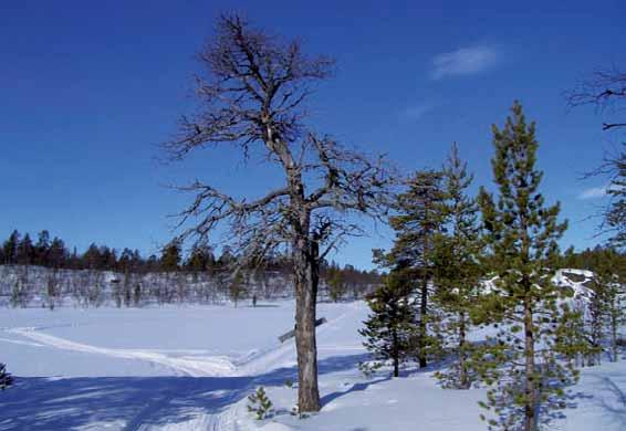 24 van Fins Lapland en vormt het centrum van het woongebied van de Skolt Sami. De Skolt Sami hebben in de jaren 50 nadat ze hier kwamen wonen, aan de meeste heuvels en meren hun huidige namen gegeven.