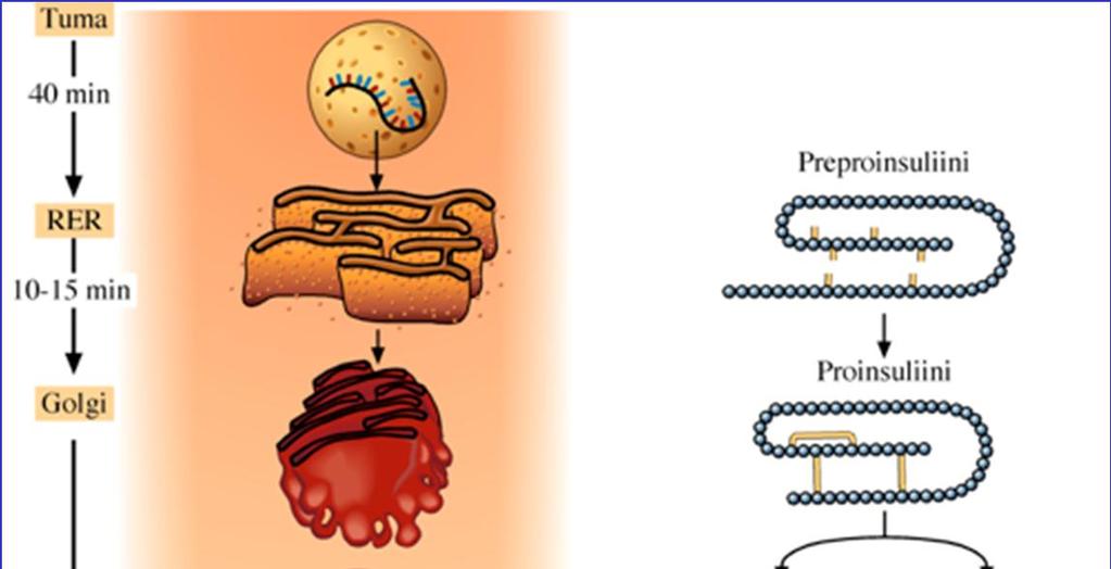 Insuliinin biosynteesi ja eritys Insuliini erittyy